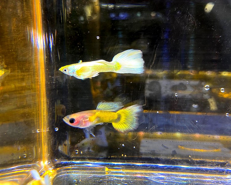 Assorted Yellow High Grade Guppies - Male ~ 3cm